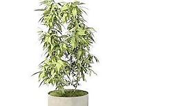 Pot盆栽06