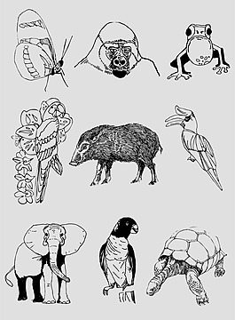 位圖 動物 熊 青蛙 烏龜 免費(fèi)素材
