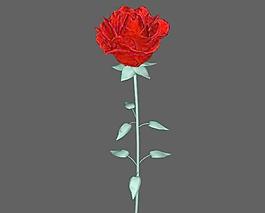 Rose玫瑰花