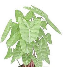 精品盆栽59