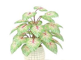 精品盆栽57