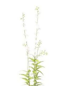 精品盆栽52