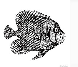 位圖 動(dòng)物 魚(yú) 色彩 黑白色 免費(fèi)素材