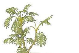 精品盆栽18