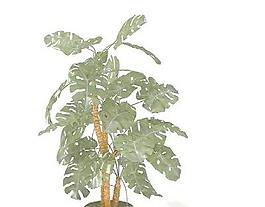 精品盆栽17