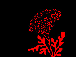 經(jīng)典小花