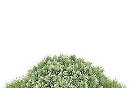 精品花園植物57