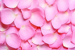 玫瑰花瓣