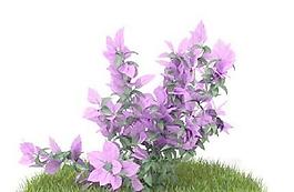 精品花園植物50