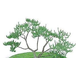 精品花園植物2-4