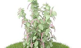 精品花園植物30