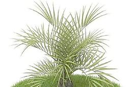 精品花園植物25