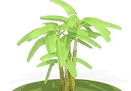 精品花園植物12