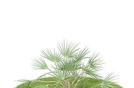 精品花園植物11