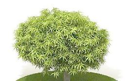 精品花園植物9