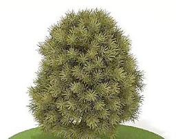 精品花園植物7