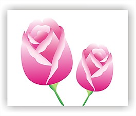玫瑰花
