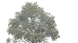 樹木7