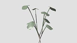 SmlWeed 植物