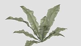 Fern 蕨類植物
