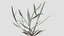 雜草 Crabgrass