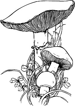 印花矢量圖 蔬菜 色彩 白色 黑色 免費(fèi)素材