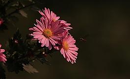 花開向陽圖片