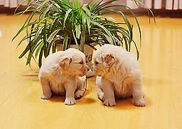 金毛犬圖片