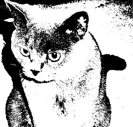 印花矢量圖 動物 小貓 色彩 黑色 免費(fèi)素材