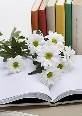 小雛菊?qǐng)D片