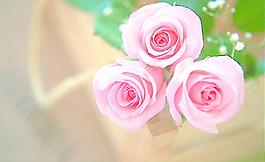 玫瑰花圖片