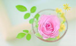 玫瑰花圖片