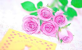 玫瑰花圖片