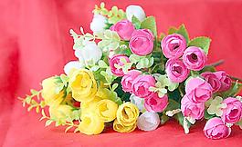 玫瑰花圖片