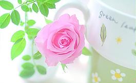 玫瑰花圖片