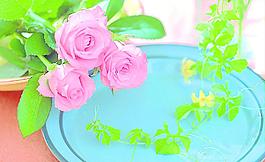 玫瑰花圖片