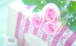 玫瑰花圖片