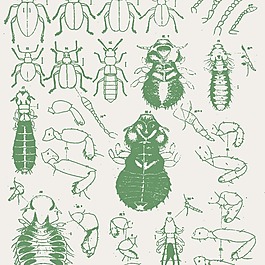 矢量圖 動物 昆蟲 免費(fèi)素材