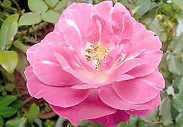 月季花圖片