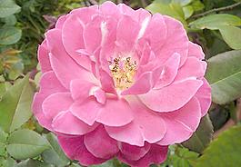 月季花圖片