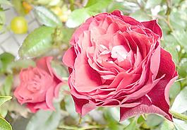 月季花圖片