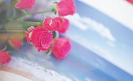 高清鲜花摄影图片