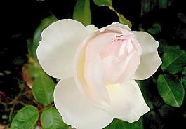 月季花圖片