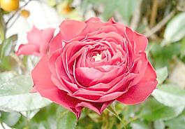 月季花圖片