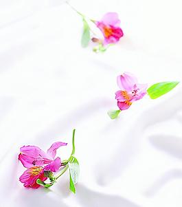 高清鲜花摄影图片