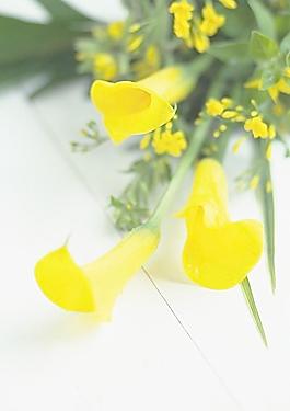 高清鲜花摄影图片