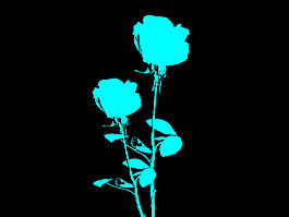 花朵素材