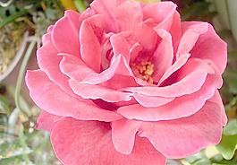 月季花圖片