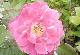 月季花圖片