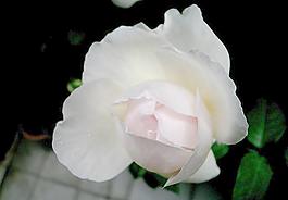 月季花圖片